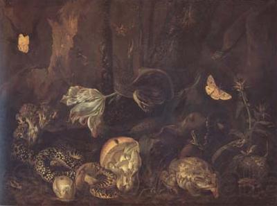 SCHRIECK, Otto Marseus van Still Life with Insects and Amphibians (mk14) Germany oil painting art